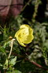 Common evening-primrose